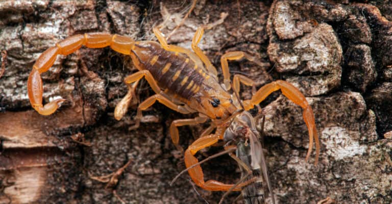 Bark Scorpion | Reddyanus petrzelkai