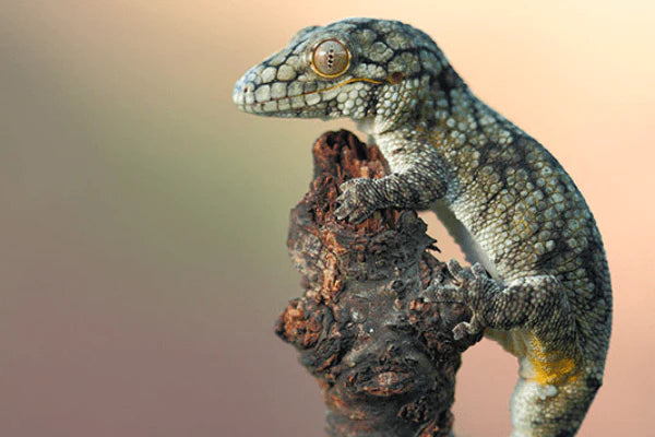 Bauer's Chameleon Gecko