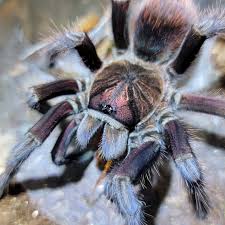 Bayahibe Tarantula (Phormictopus sp. “Bayahibe”) Small