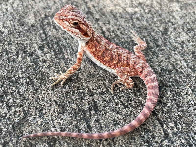 Bearded Dragon Red Monster Baby