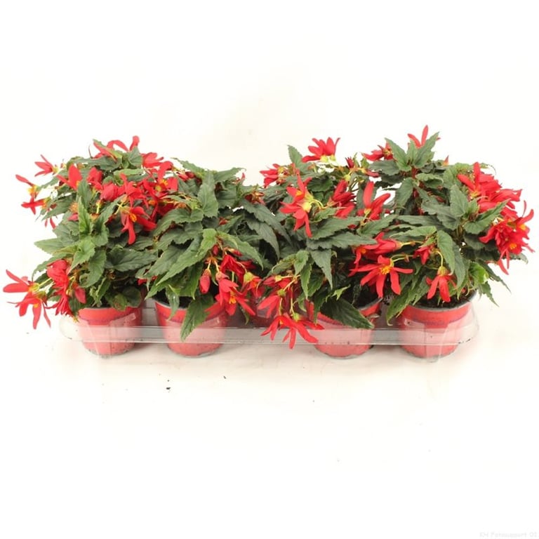 Begonia Waterfall Beauvilia Red 12cm