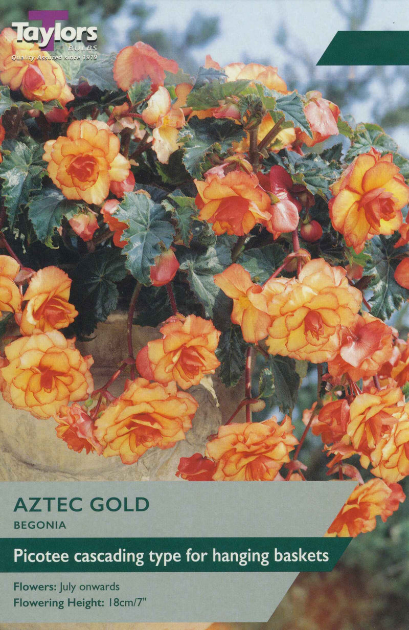Begonia Aztec Gold 3 Bulbs Per Pack