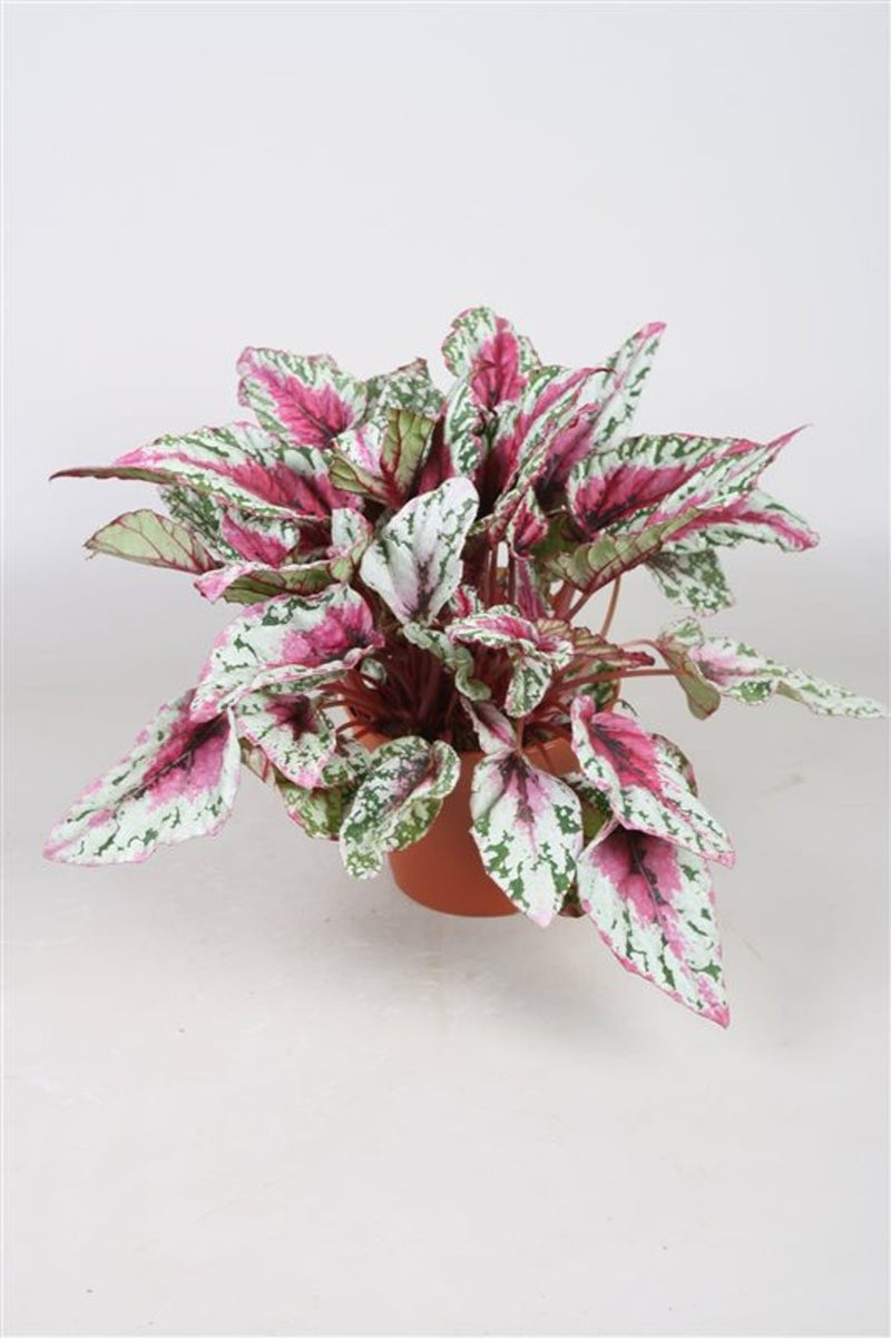 Begonia (Beleaf) 'Maui Sunset' P12