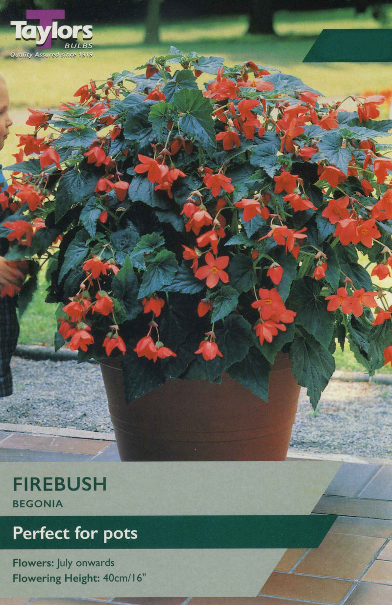 Begonia Firebush 2 Bulbs Per Pack