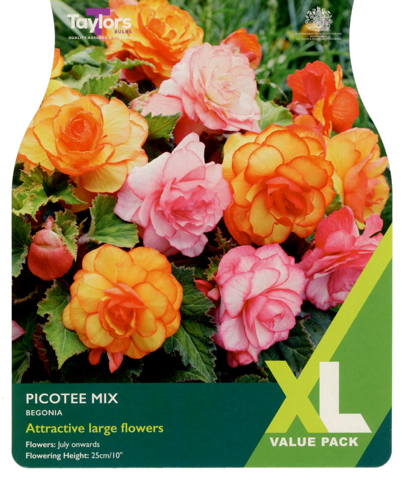 Begonia Picotee Mixed 5 Bulbs Per Pack