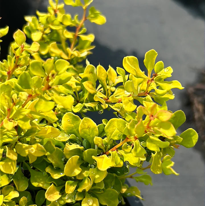 Berberis thunbergii 'Tiny Gold' 2 Litre