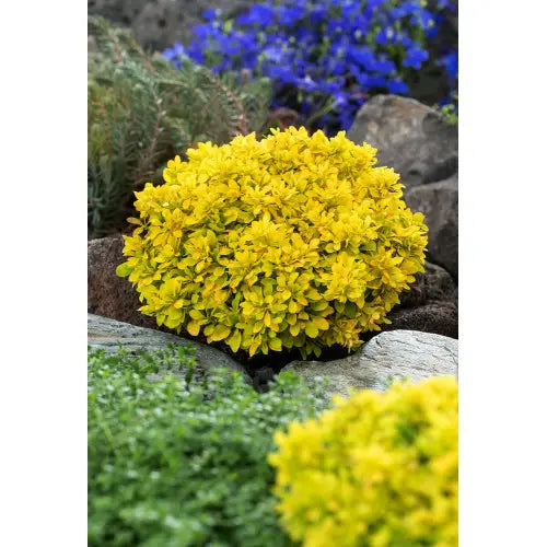 Berberis thunbergii 'Tiny Gold' 2 Litre