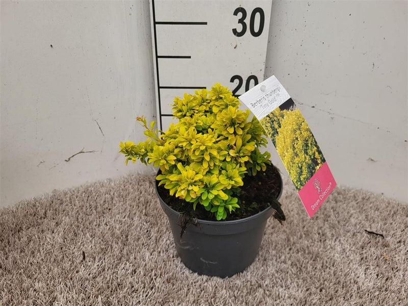 Berberis thunbergii 'Tiny Gold' 2 Litre