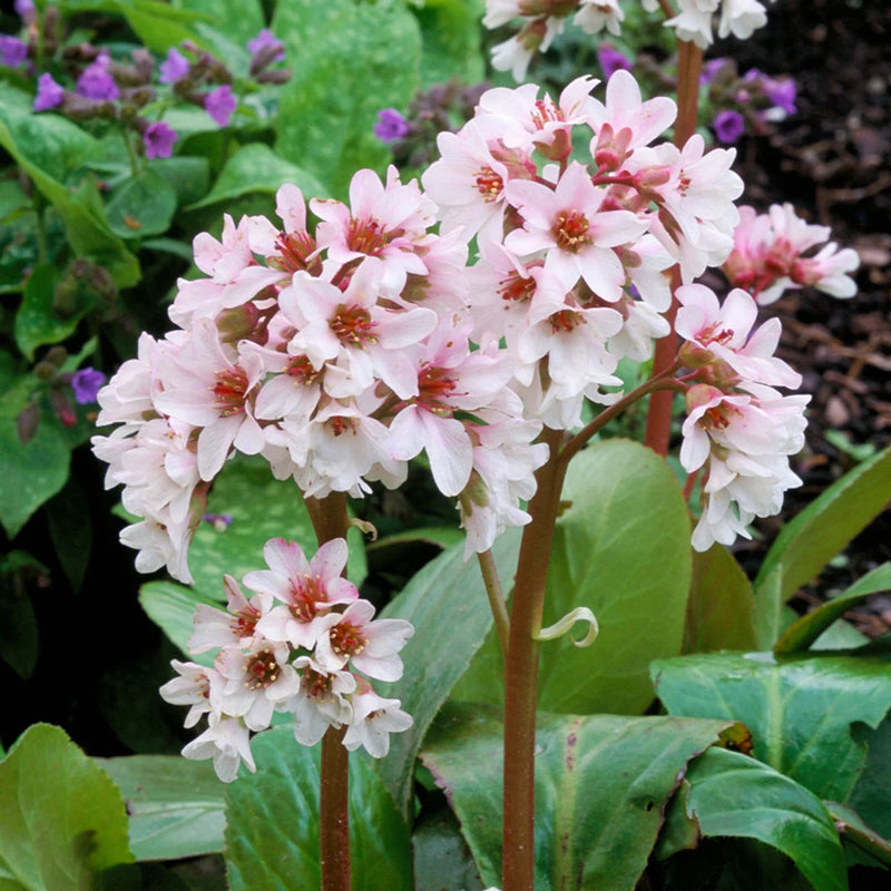 Bergenia Bressingham White 2L