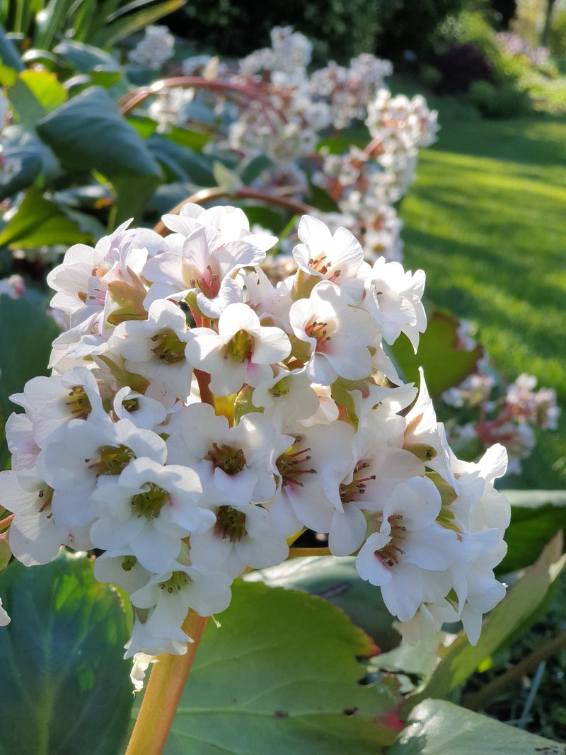 Bergenia Bressingham White 2L