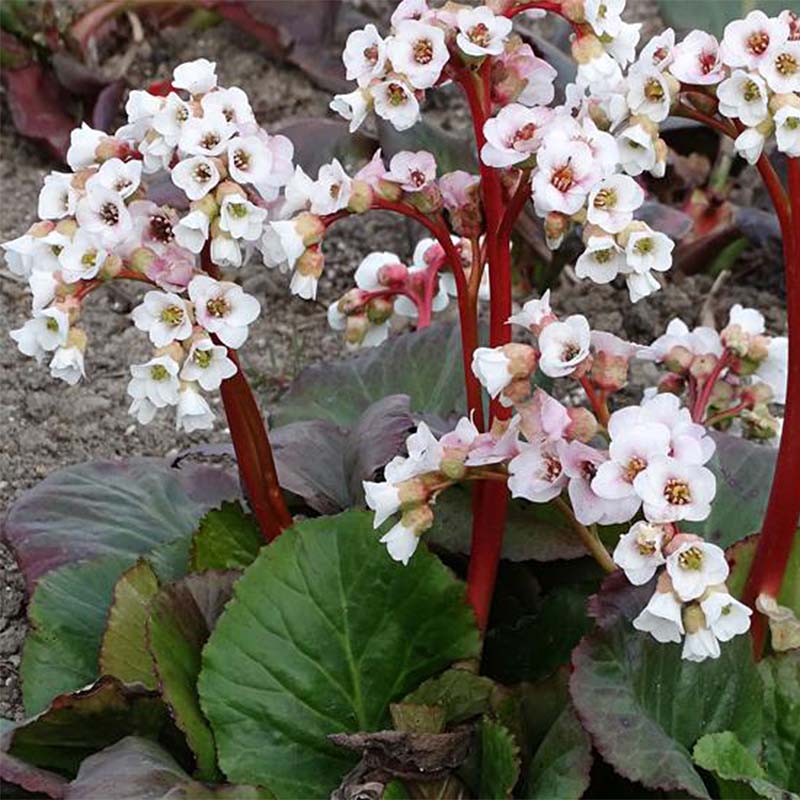 Bergenia 'Jelle'