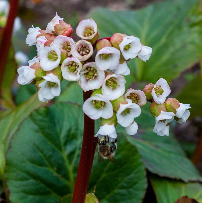 Bergenia 'Jelle'