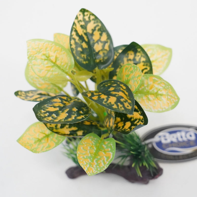 Betta Choice 5" Green & Yellow Plant on Driftwood