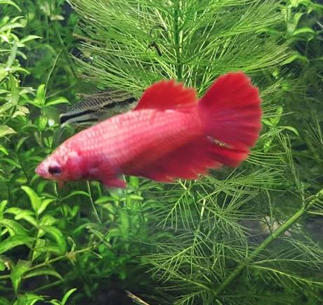 Betta spl. female | crowntail mix 3-4cm