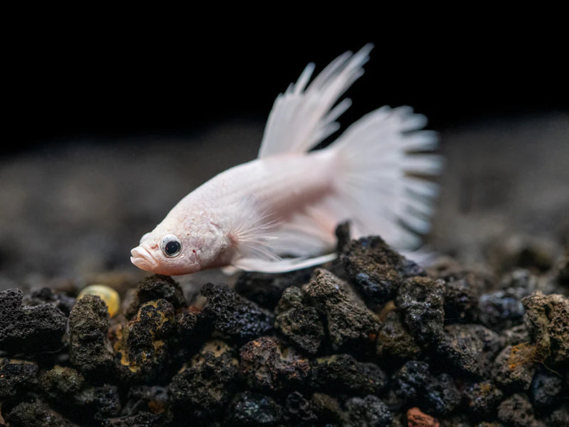 Betta spl. female | crowntail mix 3-4cm