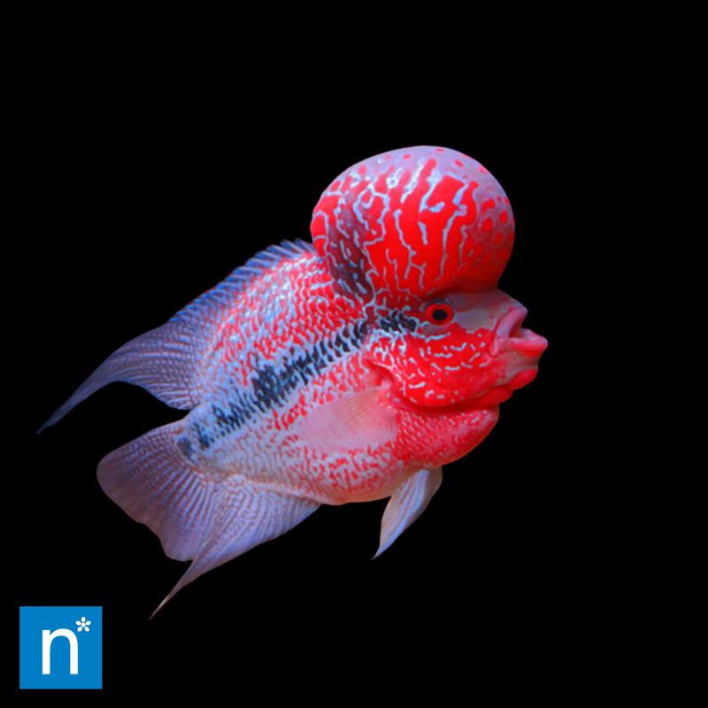 Big Head Flowerhorn Cichlid