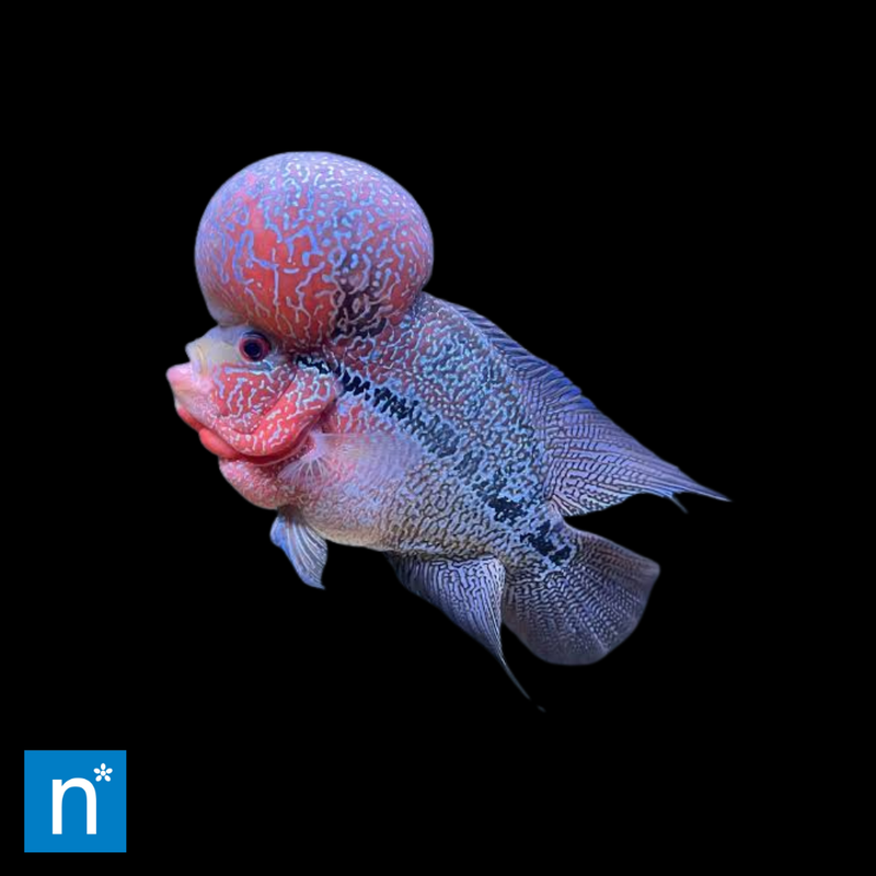 Big Head Flowerhorn Cichlid