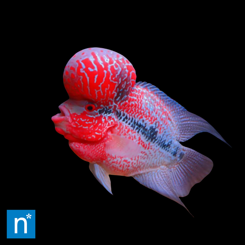 Big Head Flowerhorn Cichlid