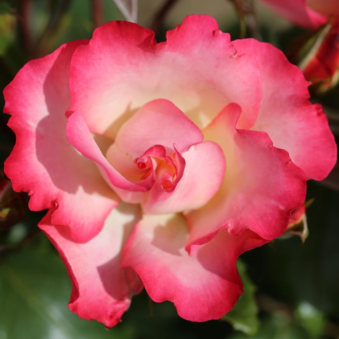 Birthday Girl Floribunda Rose 3.5 Litre