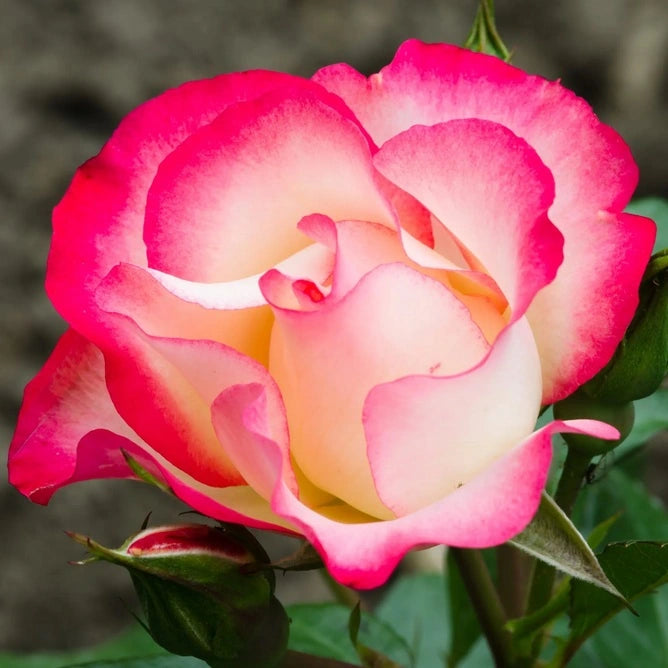 Birthday Girl Floribunda Rose 3.5 Litre