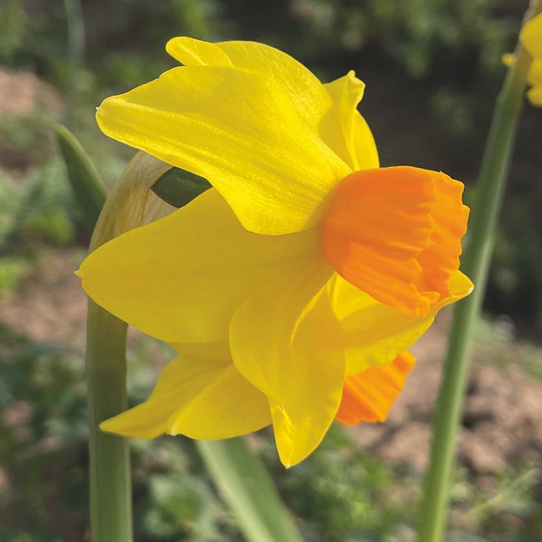 Daffodil Narcissus 'Bittern' (7 Pack)