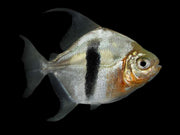 Black-Barred Silver Dollar 