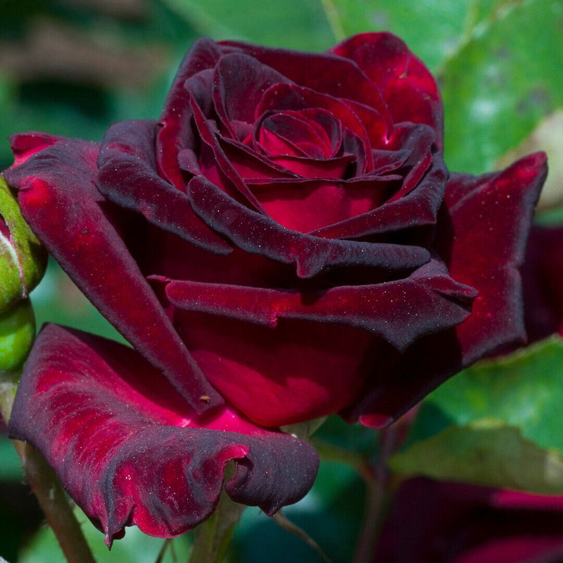 Black Baccara Hybrid Tea Rose 4.5 Litre