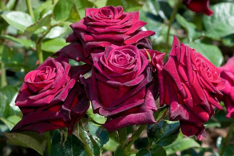 Black Baccara Hybrid Tea Rose 4.5 Litre