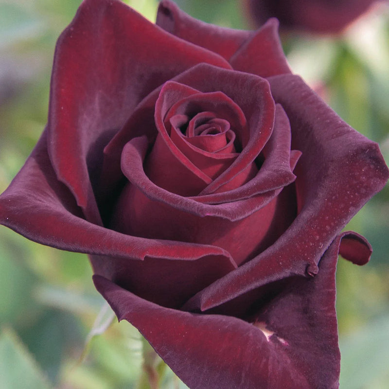 Black Baccara Hybrid Tea Rose 4.5 Litre