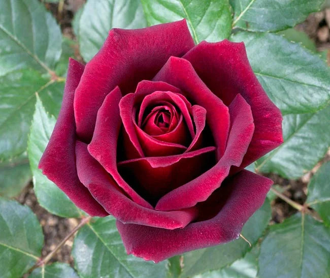 Black Baccara Hybrid Tea Rose 5 Litre