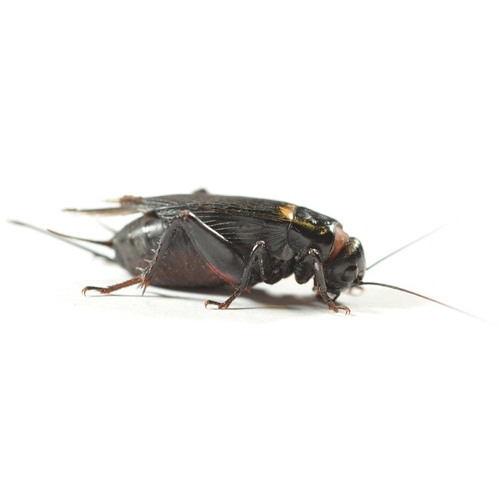 Black Crickets 1st, 5mm,Tub