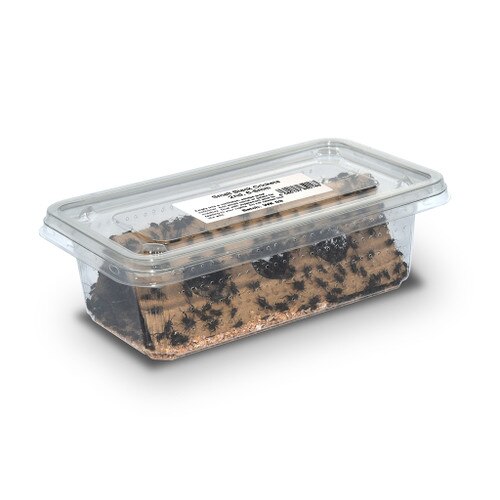 Black Crickets 1st, 5mm,Tub