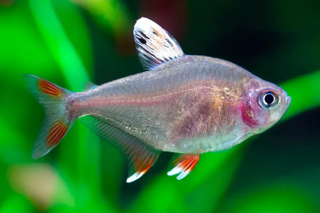 White Fin Ornate Tetra (Hyphessobrycon bentosi) (M)