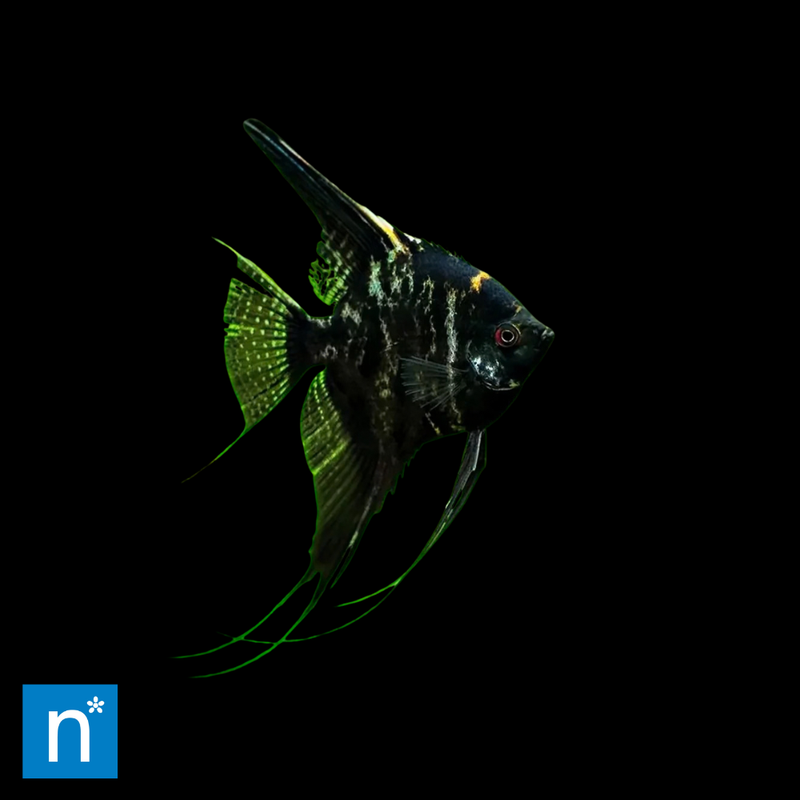 Black Angelfish | Pterophyllum scalare