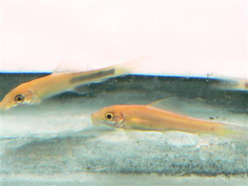 Black & Gold Sucking Loach Medium Large