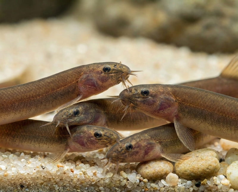 Black Kuhli Loach | Pangio oblonga