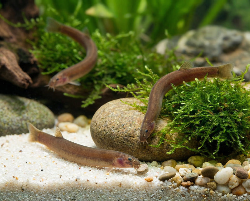 Black Kuhli Loach | Pangio oblonga