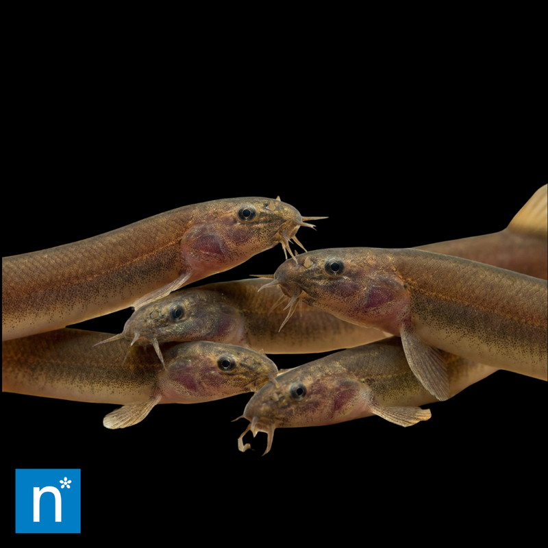 Black Kuhli Loach | Pangio oblonga
