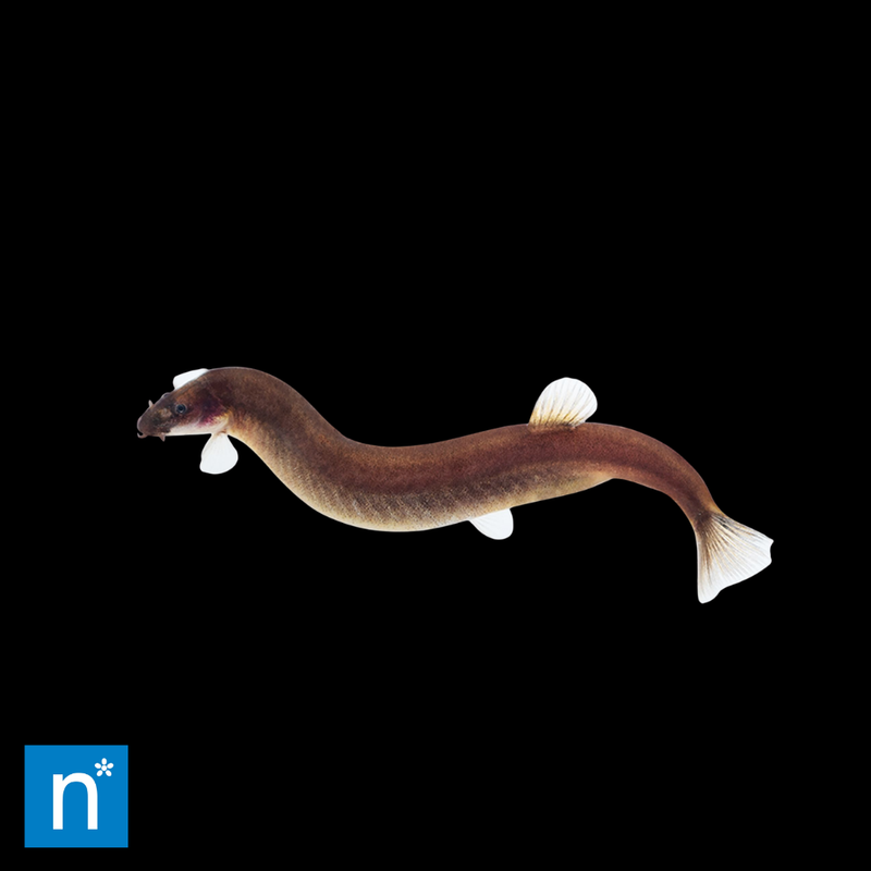 Black Kuhli Loach | Pangio oblonga