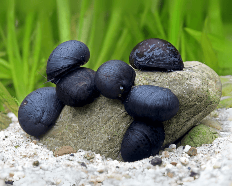 Black Military Helmet Snail | Neritina sp.