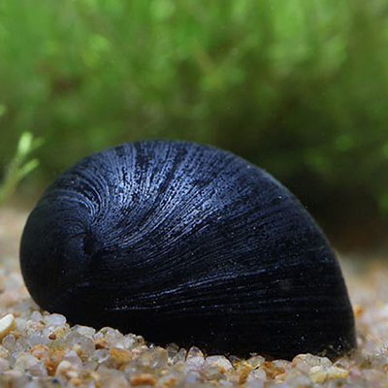 Black Military Helmet Snail | Neritina sp.