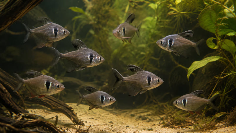 Black Phantom Tetra | Hyphessobrycon megalopterus