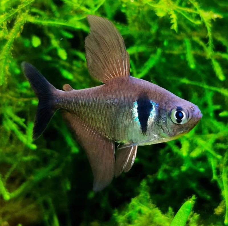 Black Phantom Tetra | Hyphessobrycon megalopterus