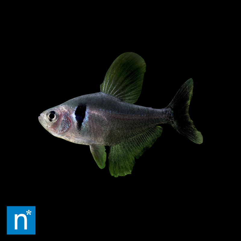 Black Phantom Tetra | Hyphessobrycon megalopterus