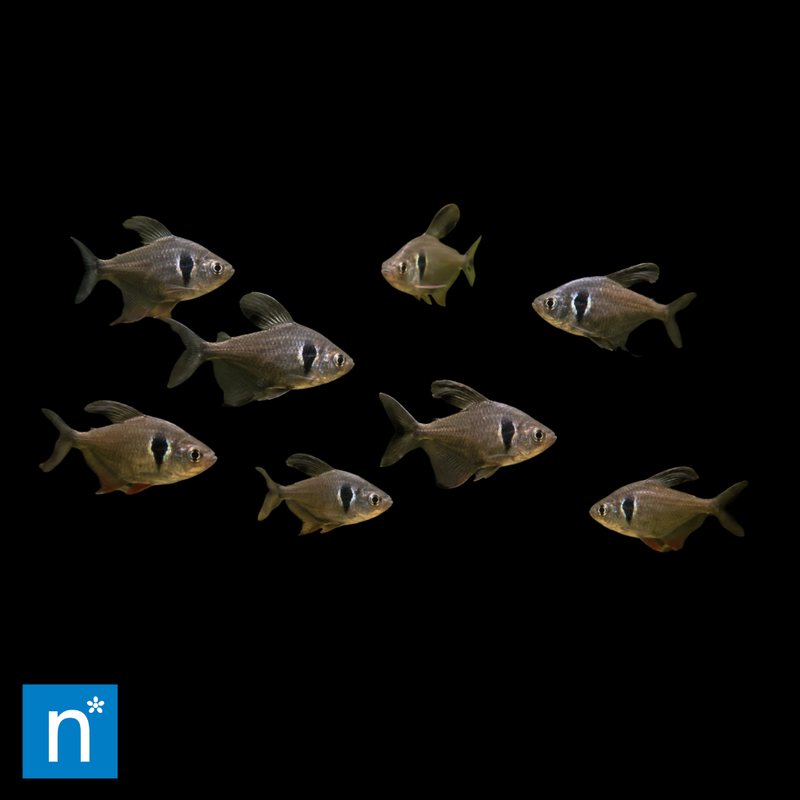 Black Phantom Tetra | Hyphessobrycon megalopterus
