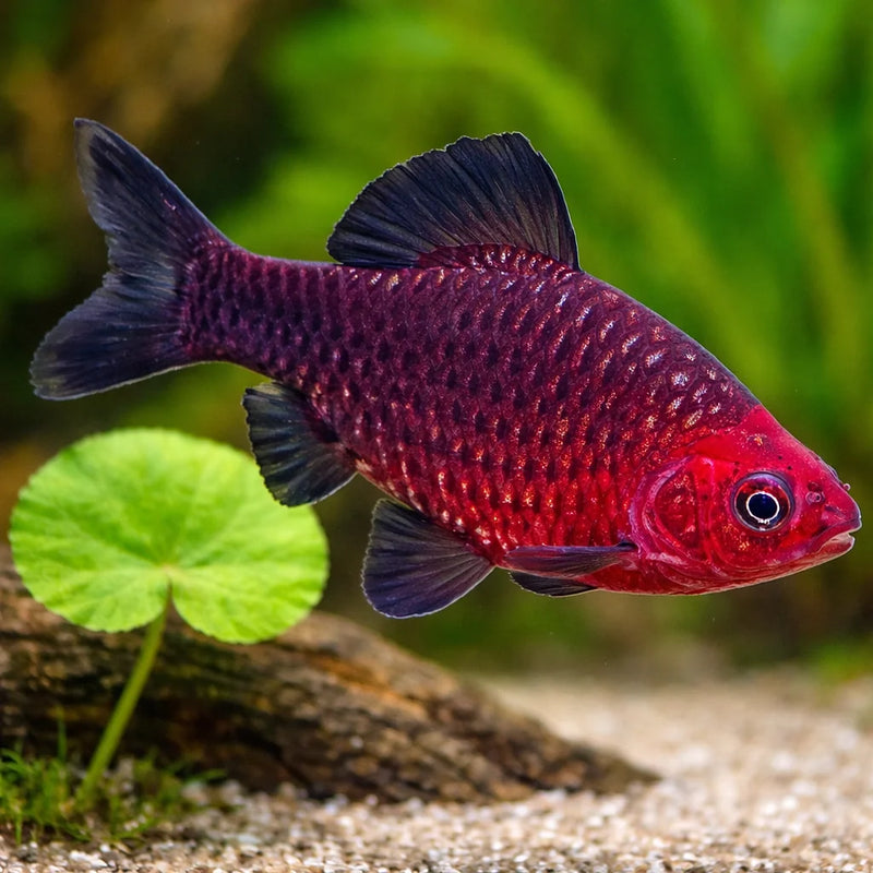 Black Ruby Barb | Pethia nigrofasciata