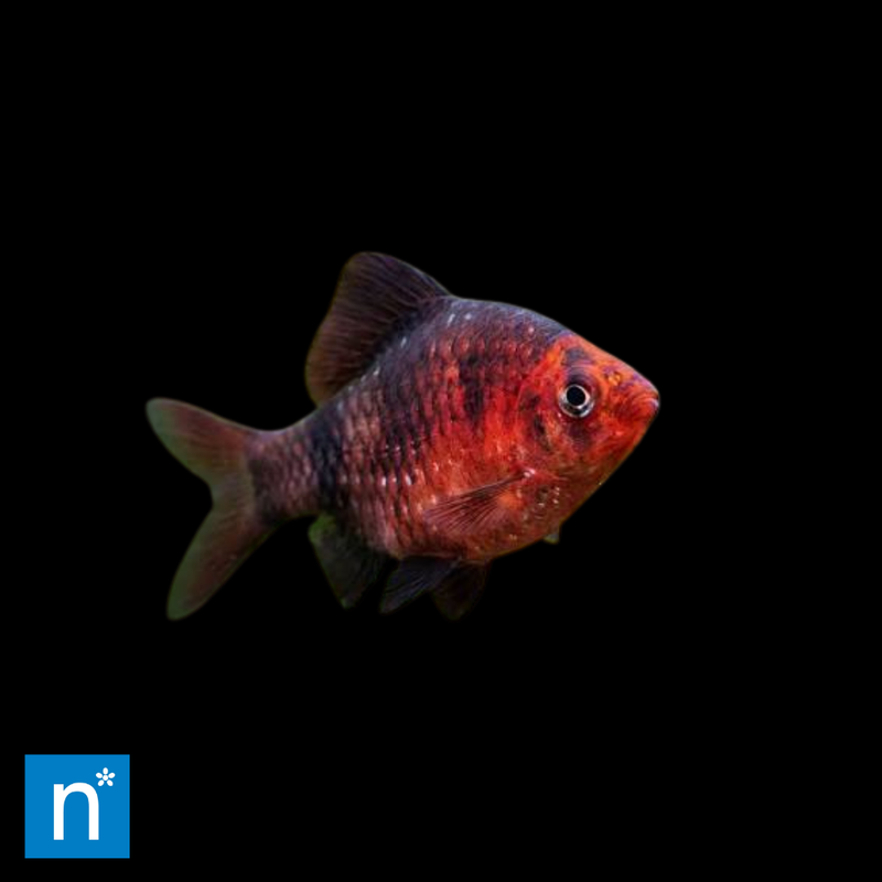 Black Ruby Barb | Pethia nigrofasciata
