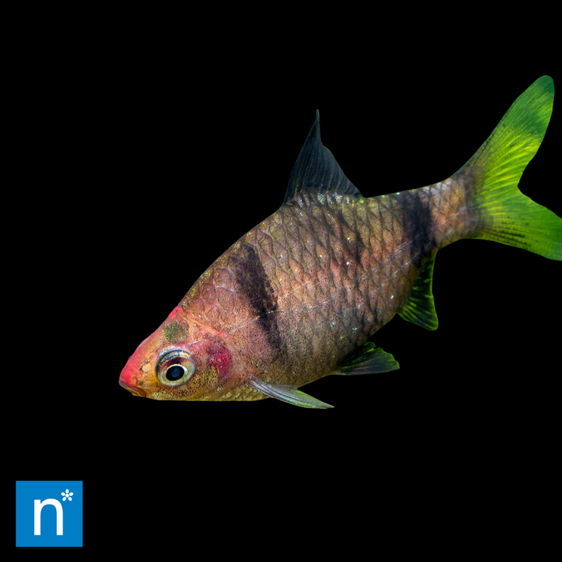 Black Ruby Barb | Pethia nigrofasciata