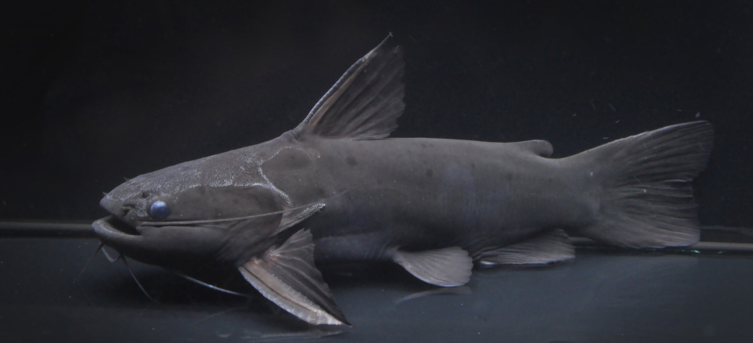 Black Invasive Catfish Aquarium Black Catfish Black Catfish Hi Res Stock Photography And