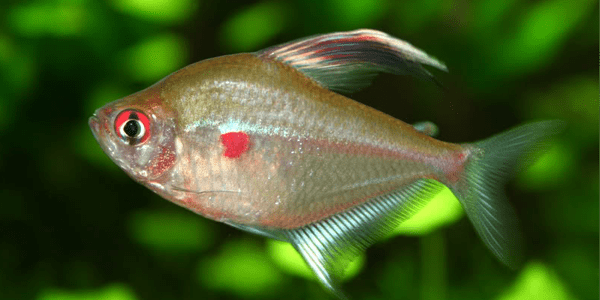 Tetra Bleeding Heart Fish